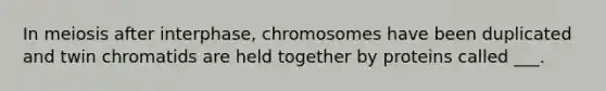 In meiosis after interphase, chromosomes have been duplicated and twin chromatids are held together by proteins called ___.