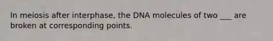 In meiosis after interphase, the DNA molecules of two ___ are broken at corresponding points.