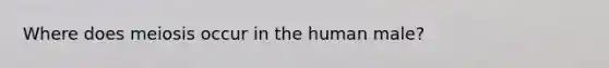 Where does meiosis occur in the human male?