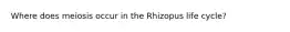 Where does meiosis occur in the Rhizopus life cycle?