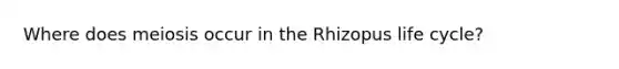 Where does meiosis occur in the Rhizopus life cycle?