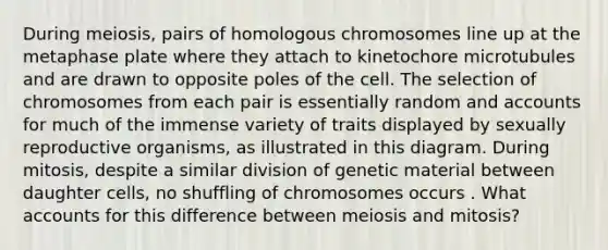 During meiosis, pairs of homologous chromosomes line up at the metaphase plate where they attach to kinetochore microtubules and are drawn to opposite poles of the cell. The selection of chromosomes from each pair is essentially random and accounts for much of the immense variety of traits displayed by sexually reproductive organisms, as illustrated in this diagram. During mitosis, despite a similar division of genetic material between daughter cells, no shuffling of chromosomes occurs . What accounts for this difference between meiosis and mitosis?