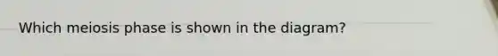 Which meiosis phase is shown in the diagram?