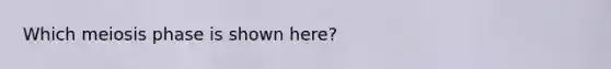 Which meiosis phase is shown here?