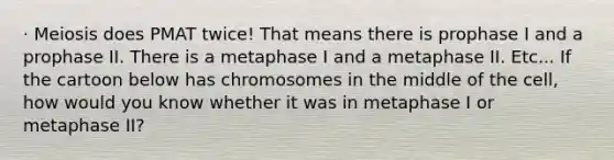 · Meiosis does PMAT twice! That means there is prophase I and a prophase II. There is a metaphase I and a metaphase II. Etc... If the cartoon below has chromosomes in the middle of the cell, how would you know whether it was in metaphase I or metaphase II?