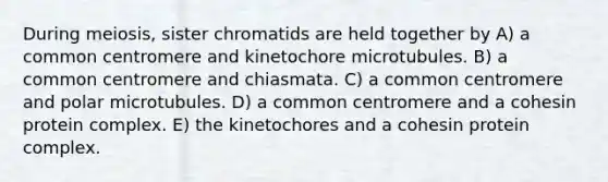 During meiosis, sister chromatids are held together by A) a common centromere and kinetochore microtubules. B) a common centromere and chiasmata. C) a common centromere and polar microtubules. D) a common centromere and a cohesin protein complex. E) the kinetochores and a cohesin protein complex.