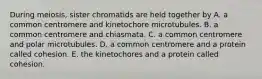 During meiosis, sister chromatids are held together by A. a common centromere and kinetochore microtubules. B. a common centromere and chiasmata. C. a common centromere and polar microtubules. D. a common centromere and a protein called cohesion. E. the kinetochores and a protein called cohesion.