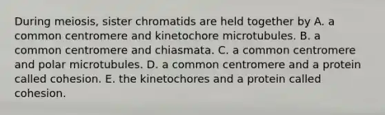 During meiosis, sister chromatids are held together by A. a common centromere and kinetochore microtubules. B. a common centromere and chiasmata. C. a common centromere and polar microtubules. D. a common centromere and a protein called cohesion. E. the kinetochores and a protein called cohesion.