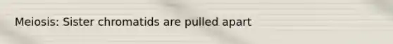 Meiosis: Sister chromatids are pulled apart