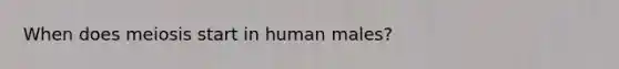 When does meiosis start in human males?