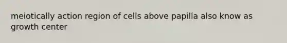 meiotically action region of cells above papilla also know as growth center