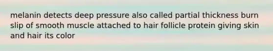 melanin detects deep pressure also called partial thickness burn slip of smooth muscle attached to hair follicle protein giving skin and hair its color