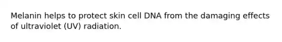 Melanin helps to protect skin cell DNA from the damaging effects of ultraviolet (UV) radiation.