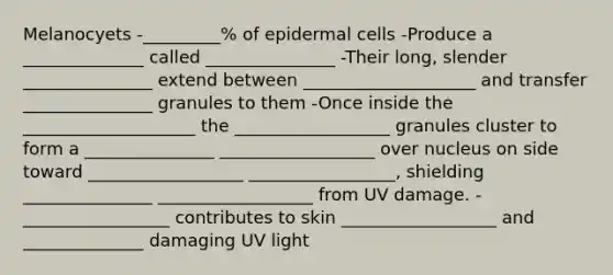 Melanocyets -_________% of epidermal cells -Produce a ______________ called _______________ -Their long, slender _______________ extend between ____________________ and transfer _______________ granules to them -Once inside the ____________________ the __________________ granules cluster to form a _______________ __________________ over nucleus on side toward __________________ _________________, shielding _______________ __________________ from UV damage. -_________________ contributes to skin __________________ and ______________ damaging UV light