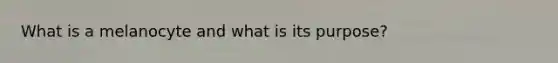 What is a melanocyte and what is its purpose?