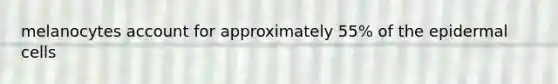 melanocytes account for approximately 55% of the epidermal cells