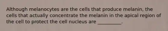 Although melanocytes are the cells that produce melanin, the cells that actually concentrate the melanin in the apical region of the cell to protect the <a href='https://www.questionai.com/knowledge/ksZq6y1LRD-cell-nucleus' class='anchor-knowledge'>cell nucleus</a> are __________.