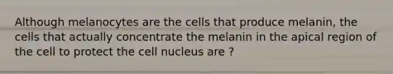 Although melanocytes are the cells that produce melanin, the cells that actually concentrate the melanin in the apical region of the cell to protect the cell nucleus are ?