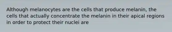 Although melanocytes are the cells that produce melanin, the cells that actually concentrate the melanin in their apical regions in order to protect their nuclei are