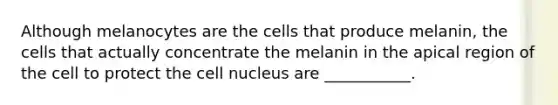 Although melanocytes are the cells that produce melanin, the cells that actually concentrate the melanin in the apical region of the cell to protect the cell nucleus are ___________.