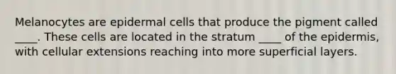 Melanocytes are epidermal cells that produce the pigment called ____. These cells are located in the stratum ____ of the epidermis, with cellular extensions reaching into more superficial layers.