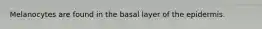 Melanocytes are found in the basal layer of the epidermis.