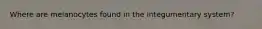 Where are melanocytes found in the integumentary system?