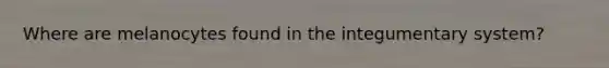 Where are melanocytes found in the integumentary system?