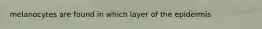 melanocytes are found in which layer of the epidermis