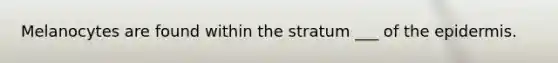 Melanocytes are found within the stratum ___ of the epidermis.