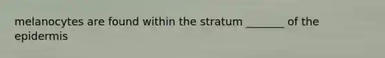 melanocytes are found within the stratum _______ of the epidermis