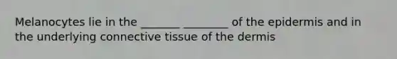 Melanocytes lie in the _______ ________ of the epidermis and in the underlying connective tissue of the dermis