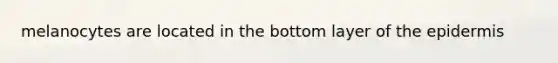 melanocytes are located in the bottom layer of the epidermis