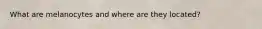 What are melanocytes and where are they located?