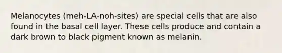 Melanocytes (meh-LA-noh-sites) are special cells that are also found in the basal cell layer. These cells produce and contain a dark brown to black pigment known as melanin.