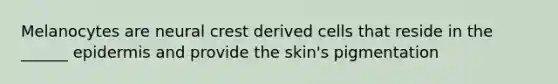 Melanocytes are neural crest derived cells that reside in the ______ epidermis and provide the skin's pigmentation