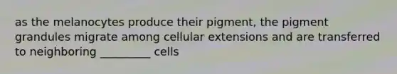 as the melanocytes produce their pigment, the pigment grandules migrate among cellular extensions and are transferred to neighboring _________ cells