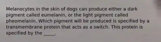 Melanocytes in the skin of dogs can produce either a dark pigment called eumelanin, or the light pigment called pheomelanin. Which pigment will be produced is specified by a transmembrane protein that acts as a switch. This protein is specified by the _____.