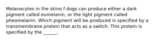 Melanocytes in the skino f dogs can produce either a dark pigment called eumelanin, or the light pigment called pheomelanin. Which pigment will be produced is specified by a transmembrane protein that acts as a switch. This protein is specified by the ______.