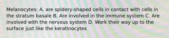 Melanocytes: A. are spidery-shaped cells in contact with cells in the stratum basale B. Are involved in the immune system C. Are involved with the nervous system D. Work their way up to the surface just like the keratinocytes