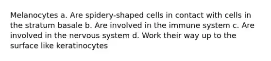 Melanocytes a. Are spidery-shaped cells in contact with cells in the stratum basale b. Are involved in the immune system c. Are involved in the nervous system d. Work their way up to the surface like keratinocytes