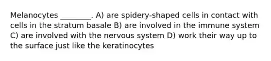 Melanocytes ________. A) are spidery-shaped cells in contact with cells in the stratum basale B) are involved in the immune system C) are involved with the nervous system D) work their way up to the surface just like the keratinocytes