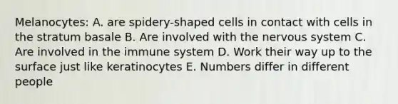 Melanocytes: A. are spidery-shaped cells in contact with cells in the stratum basale B. Are involved with the nervous system C. Are involved in the immune system D. Work their way up to the surface just like keratinocytes E. Numbers differ in different people