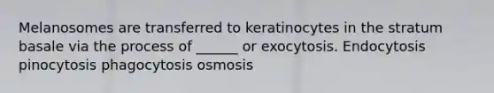 Melanosomes are transferred to keratinocytes in the stratum basale via the process of ______ or exocytosis. Endocytosis pinocytosis phagocytosis osmosis