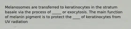 Melanosomes are transferred to keratinocytes in the stratum basale via the process of _____ or exocytosis. The main function of melanin pigment is to protect the ____ of keratinocytes from UV radiation