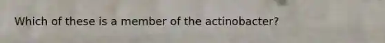 Which of these is a member of the actinobacter?