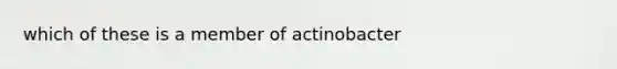 which of these is a member of actinobacter