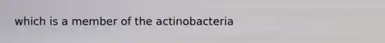 which is a member of the actinobacteria