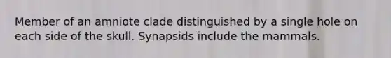 Member of an amniote clade distinguished by a single hole on each side of the skull. Synapsids include the mammals.