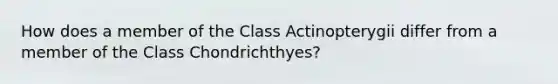 How does a member of the Class Actinopterygii differ from a member of the Class Chondrichthyes?